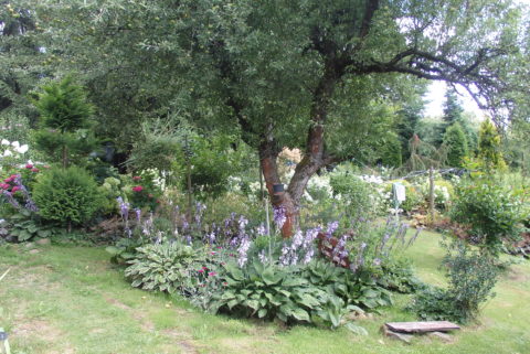 Zdjęcie z galerii Najpiękniejszy… Ogród jak u naszej Babci
